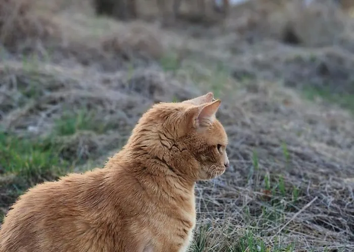 Beheiztes Tipi Zelt Luftbett Winter Hessen Main-kinzig Campingplatz